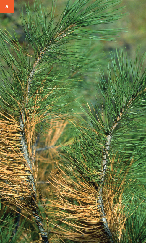 Your pine is fine: Seasonal needle drop is perfectly normal