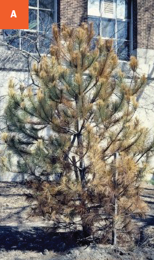 A photo of a small pine planted in dry soil with two stakes supporting it.