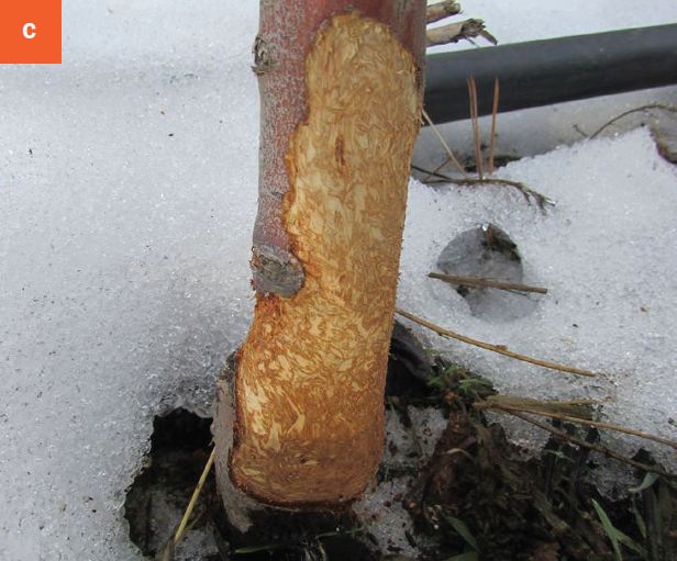 The base of a tree where the bark has been gnawed. 