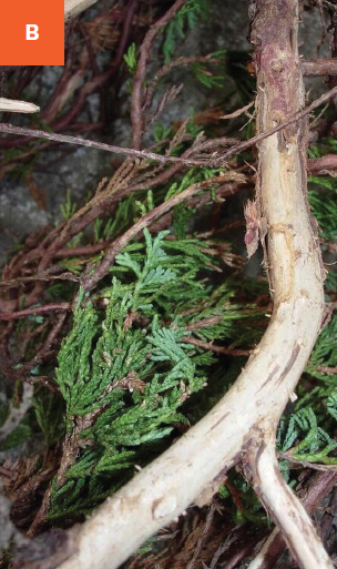A close-up of a juniper limb where all the bark has been removed.