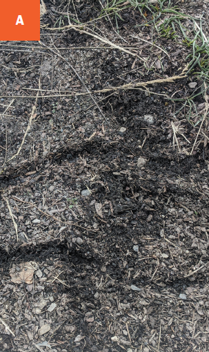 A close-up of trails running from snow into a mulched area.