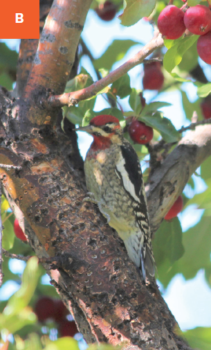 A woodpecker roosting on a limb covered with old pecking wounds. 