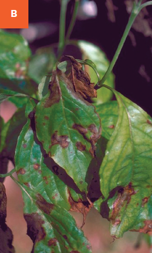 Brown spots and enlarged necrotic areas on leaves affected by anthracnose.