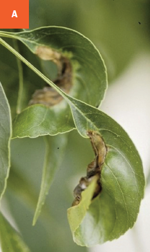 Leaves are showing one-sided distortion due to anthracnose infection.
