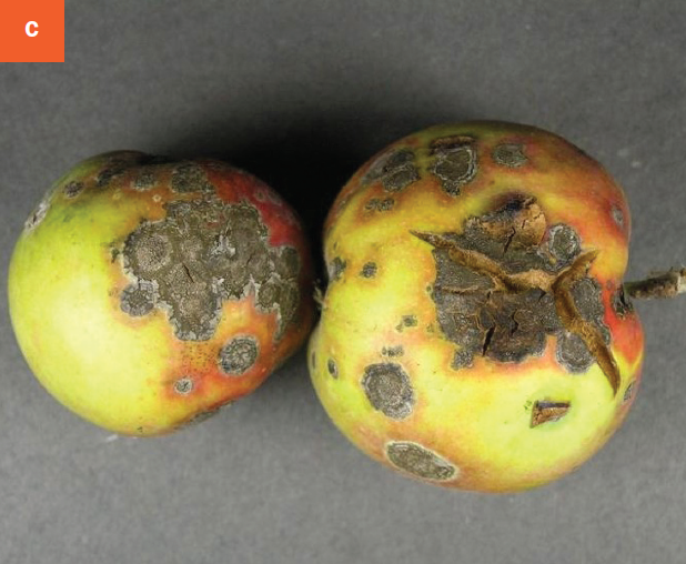 Apple scab infection results in corky tissue on fruits that can become deformed and cracked.