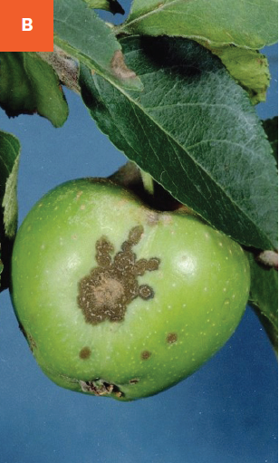 Infected fruits with corky tissue due to apple scab infection.