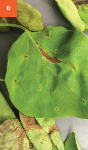 This photo shows a close-up of leaves with dark brown leaf spots surrounded by light green margins.