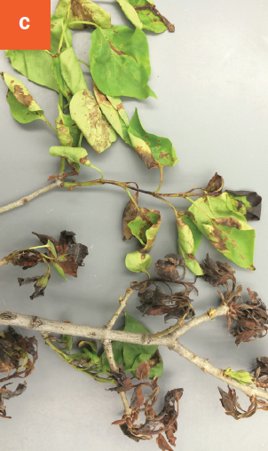 This photo shows dark brown spots with light green margins on leaves and dieback of branches due to bacterial blight infection.