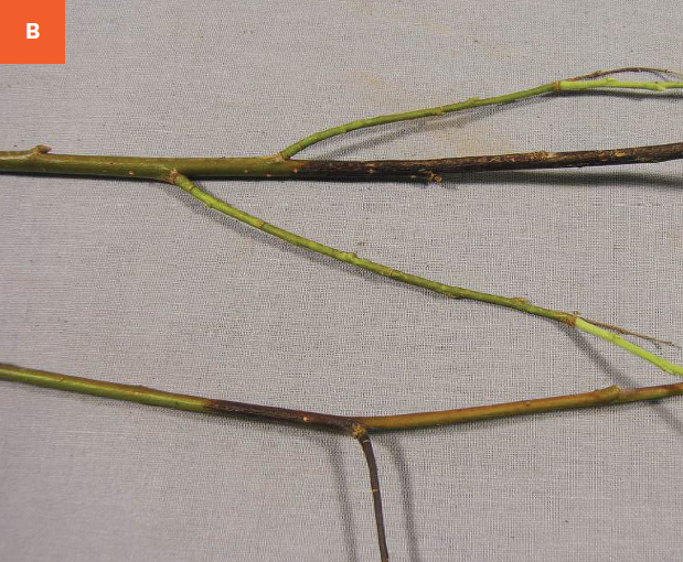 Dark brown cankers are visible on infected willow branches, resulting in dieback.