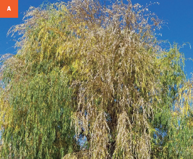 This photo shows the dieback of branches of a willow tree affected by black canker disease.
