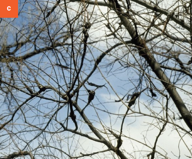 This photo shows a tree with black knot galls developing on multiple branches.