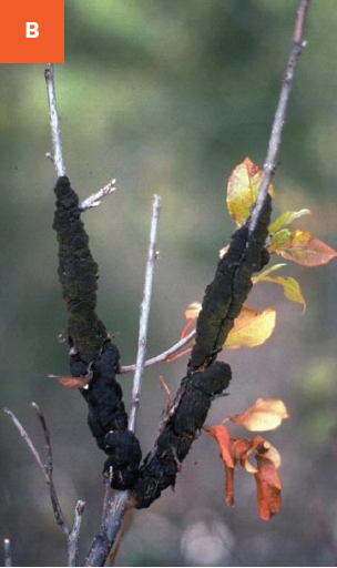 Mature black knot galls are visible on two branches causing dieback.