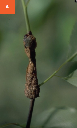 A young green-brown colored black knot gall is developing on a young shoot.