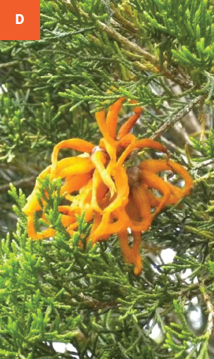 This photo shows fully developed orange-yellow gelatinous cedar-apple rust galls on a juniper host.