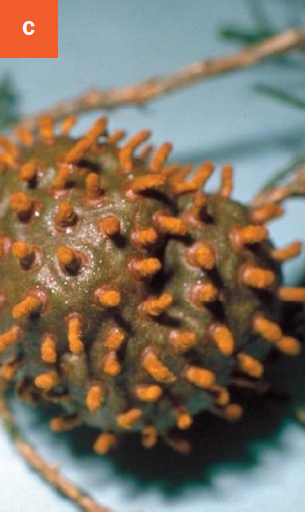 This photo shows gelatinous masses containing orange spores starting to emerge from a cedar-apple rust gall in spring.