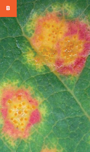 Close-up orange-yellow leaf spots on an alternate host leaf.