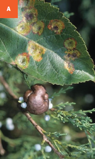 A brown, round cedar-apple rust gall is visible on a juniper branch and bright orange-yellow colored leaf spots are visible on an apple leaf.