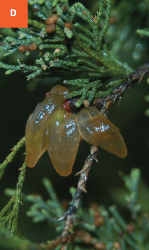 A fully developed orange-colored gelatinous gall on the evergreen host. 