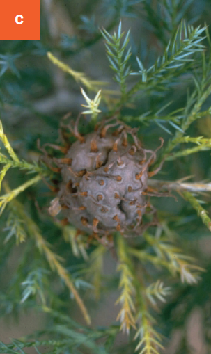 This photo shows a mature cedar-hawthorne rust gall on a cedar branch with emerging gelatinous spore structures.