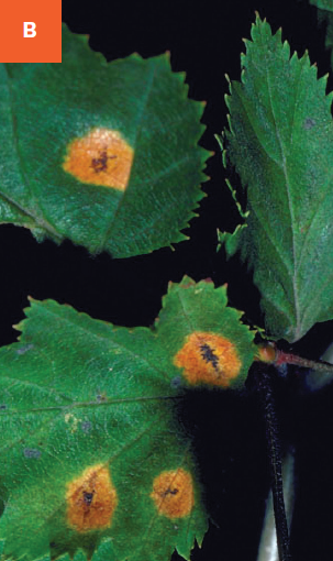 Hawthorn leaves with visible mature orange-yellow leaf spots.  Black fungal fruiting structures are visible in the centers of mature leaf spots.