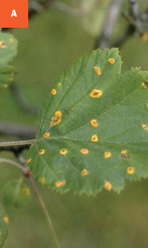 Bright yellow leaf spots are visible on hawthorn leaves.