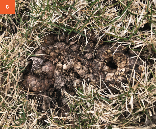 A mature grown gall is established on an aspen tree root growing in a lawn.