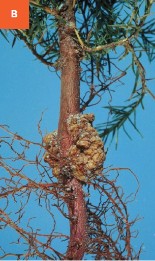 A young crown gall is visible at the base of a young tree.