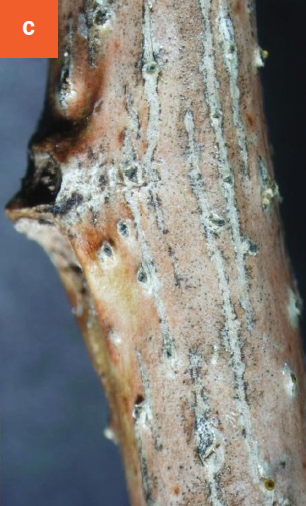 Dark colored fruiting bodies of Cytospora sp. are visible on an infected branch.