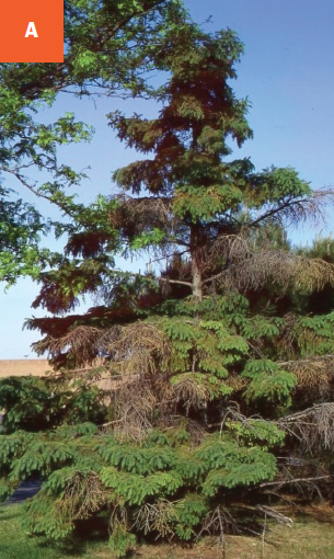 A spruce tree with browning needles and branch dieback due to cytospora canker.