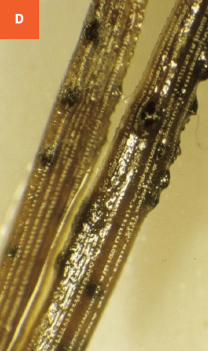 Black fungal fruiting bodies are visible on infected needles.