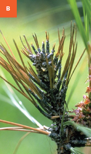 Brown and stunted needles are visible on a young shoot due to diplodia tip blight infection.
