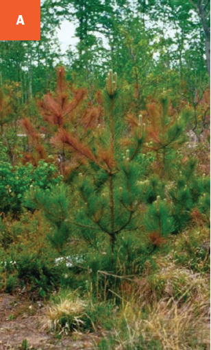 This photo shows numerous young pine trees that are infected with diplodia tip blight disease.