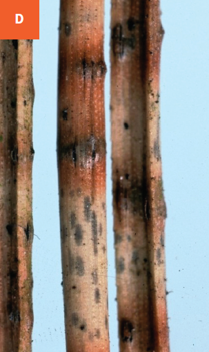 This photo shows a close-up of black fungal fruiting bodies erupting out of infected needles.