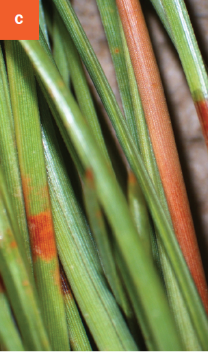 Red-brown bands are visible on infected pine needles.