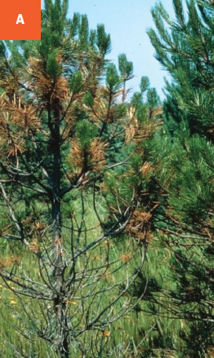This photo shows pine trees with browning needles and bare branches due to dothistroma needle blight.