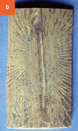 The distinct feeding galleries of bark beetle larvae are visible in a piece of wood.