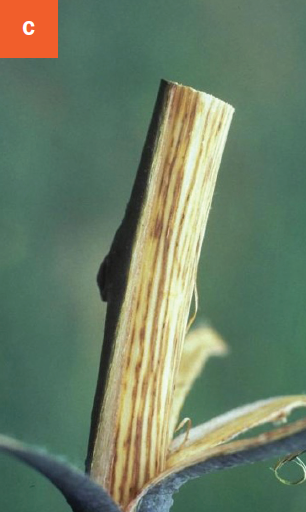 This photo shows the symptomatic brown discoloration of infected wood underneath the bark.