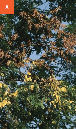 Elm tree branches are showing wilting, leaf browning, and dieback due to Dutch elm disease.