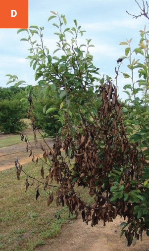 Several branches on an apple tree are brown and show dieback due to fire blight infection.