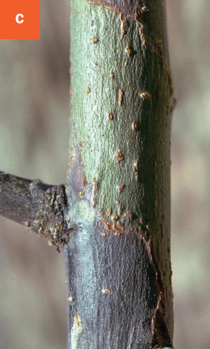 A dark brown, sunken canker is visible on a branch, indicating a fire blight infection.