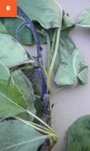 An apple tree branch is turning black with progressing fire blight infection.