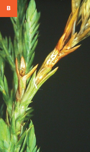 The browning of juniper shoot tips and emerging dark fungal fruiting bodies out of infected plant tissue are visible in this photo.