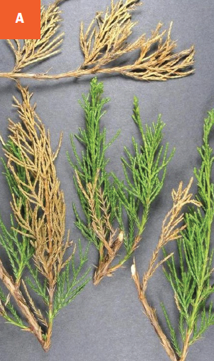 This photo shows the browning young tips of a juniper shrub.
