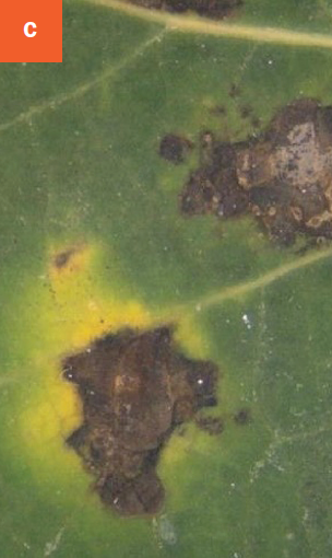 Close-up of Marssonina sp. leaf spots with distinct yellow margin.