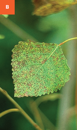 Young, small, brown leaf spots with yellow margins are visible on a poplar leaf. 