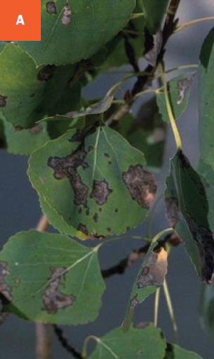 Brown to tan spots are visible on aspen leaves due to marssonina leaf blight infection.
