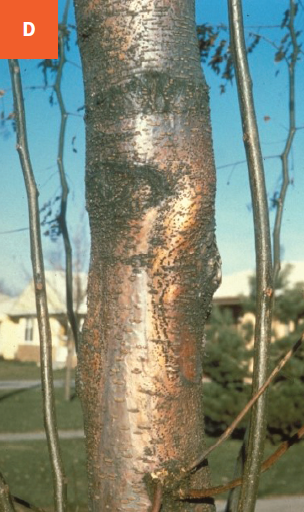 This photo shows the distinct nectria cankers on a tree trunk.