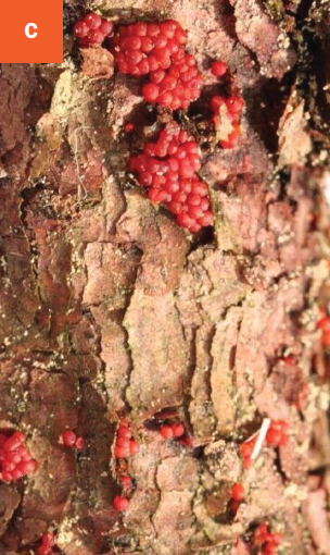 A close-up of the coral-colored fruiting bodies.