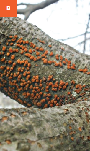 A tree is severely infected by nectria canker showing masses of coral-colored fruiting bodies on the trunk and branches.