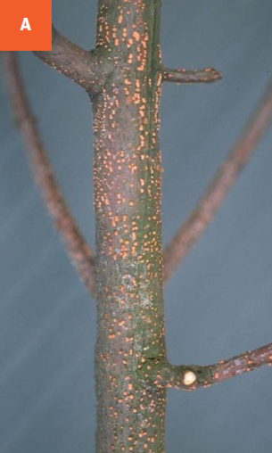 This photo shows coral-colored fungal fruiting structures on a tree branch.